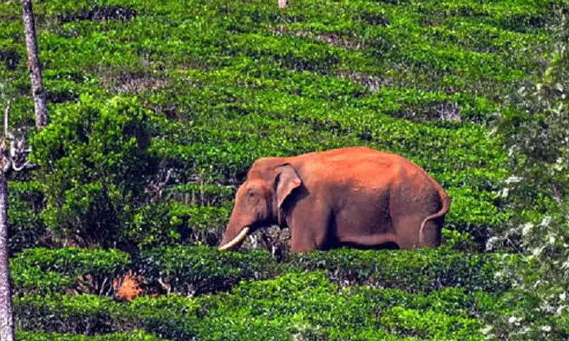 അരിക്കൊമ്പൻ: അഞ്ചംഗ വിദഗ്ധ സമിതി നാളെ മൂന്നാറിൽ അരിക്കൊമ്പൻ: അഞ്ചംഗ വിദഗ്ധ സമിതി നാളെ മൂന്നാറിൽ