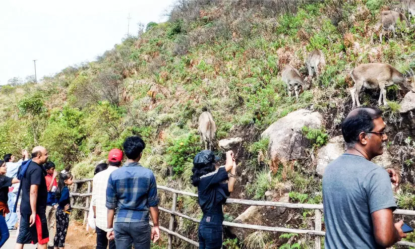 ഇരവികുളം ദേശീയോദ്യാനത്തിലേക്ക് സഞ്ചാരികളുടെ ഒഴുക്ക് ഇരവികുളം ദേശീയോദ്യാനത്തിലേക്ക് സഞ്ചാരികളുടെ ഒഴുക്ക്