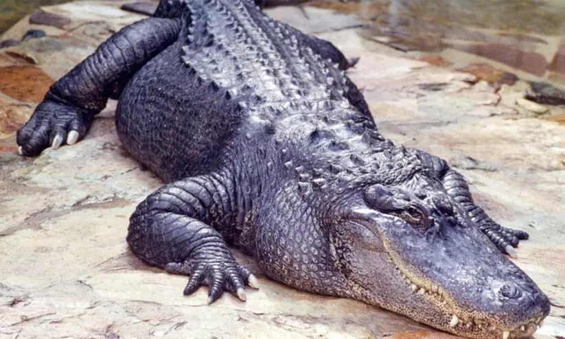 കാണാതായ രണ്ടുവയസുകാരന്‍റെ മൃതദേഹം ചീങ്കണ്ണിയുടെ വായിൽ നിന്ന് കണ്ടെത്തി