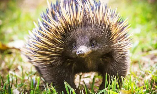 ദു​ബൈ ഗ്രീ​ൻ പ്ലാ​ന​റ്റി​ൽ ഉ​റു​മ്പു​തീ​നി​ക​ളും