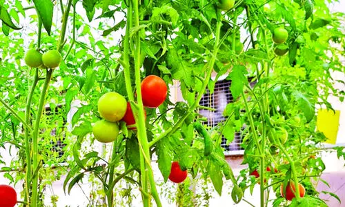 അ​ൽ ദൈ​ദി​ലെ സോ​ളാ​ർ തോ​ട്ട​ങ്ങ​ൾ