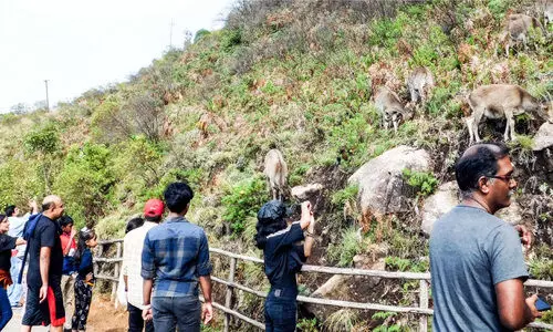 ഇരവികുളം ദേശീയോദ്യാനത്തിലേക്ക് സഞ്ചാരികളുടെ ഒഴുക്ക്