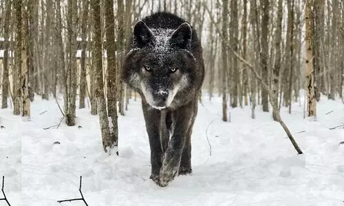 അകേല ദ ജംഗ്ൾ സ്റ്റോറി