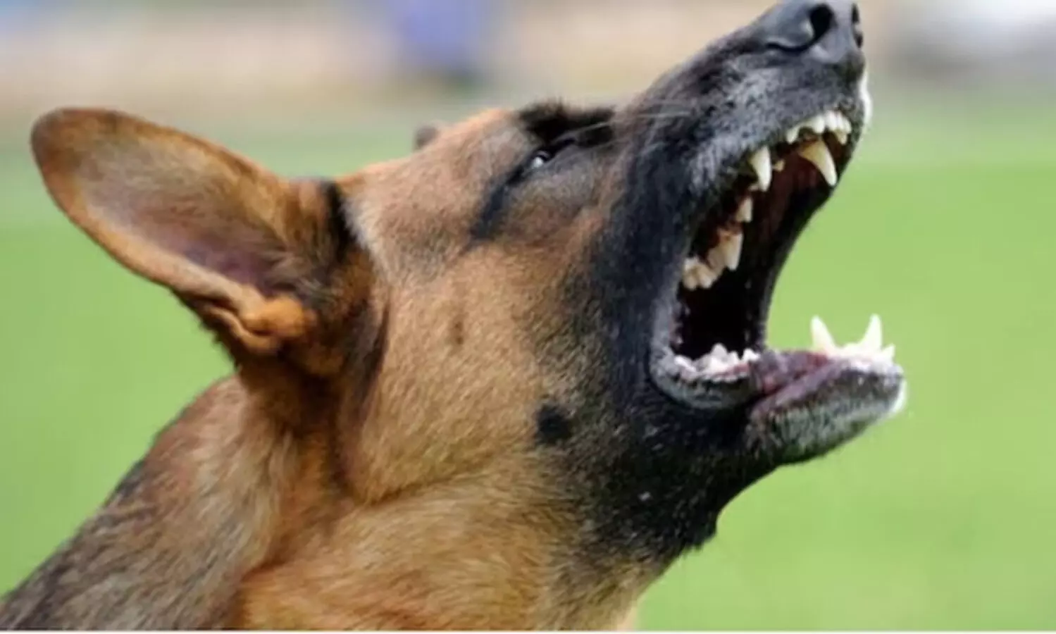 Dog drags newborns body around govt hospital