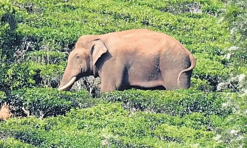 അരി​ക്കൊമ്പൻ: വിദഗ്​ധ സമിതി ഇന്ന്​ ഇടുക്കിയിൽ