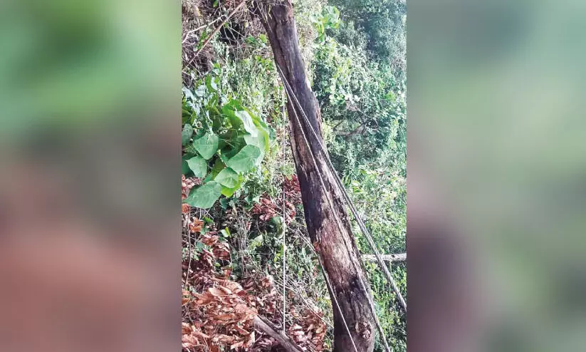 ലൈനിന് മുകളിൽ മരം വീണു; അട്ടപ്പാടിയിൽ വൈദ്യുതി നിലച്ചു