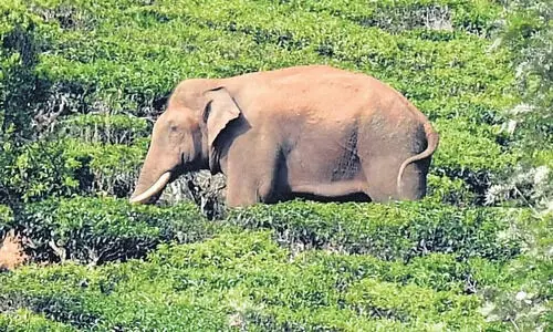 അരി​ക്കൊമ്പൻ: വിദഗ്​ധ സമിതി ഇന്ന്​ ഇടുക്കിയിൽ