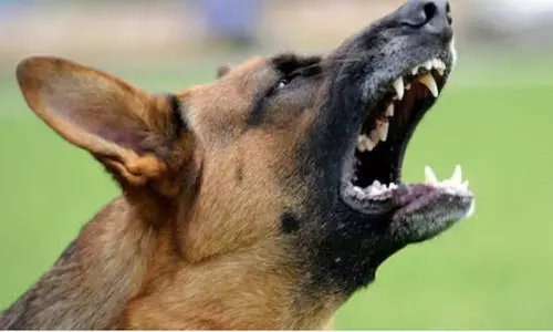 Dog drags newborns body around govt hospital Dog drags newborns body around govt hospital