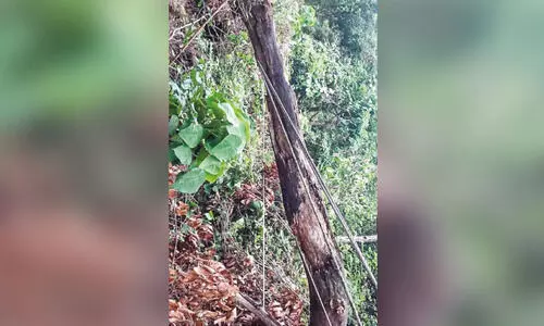 ലൈനിന് മുകളിൽ മരം വീണു; അട്ടപ്പാടിയിൽ വൈദ്യുതി നിലച്ചു