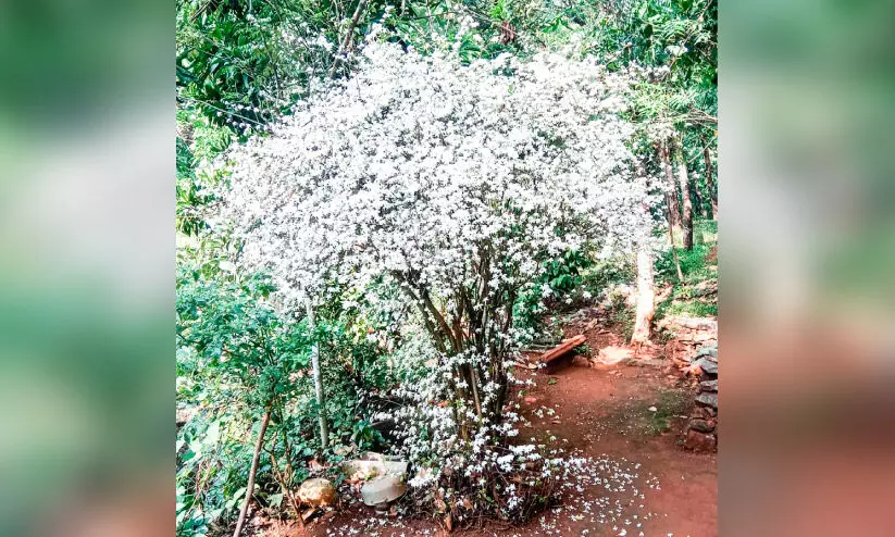 സുഗന്ധം വിതറി പുഷ്‌കരമുല്ല പൂത്തു