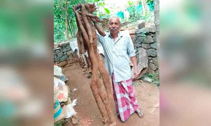 40 കിലോ തൂക്കം, ആറരയടി ഉയരം;   കൗതുകമായി പാമ്പൻകാച്ചിൽ