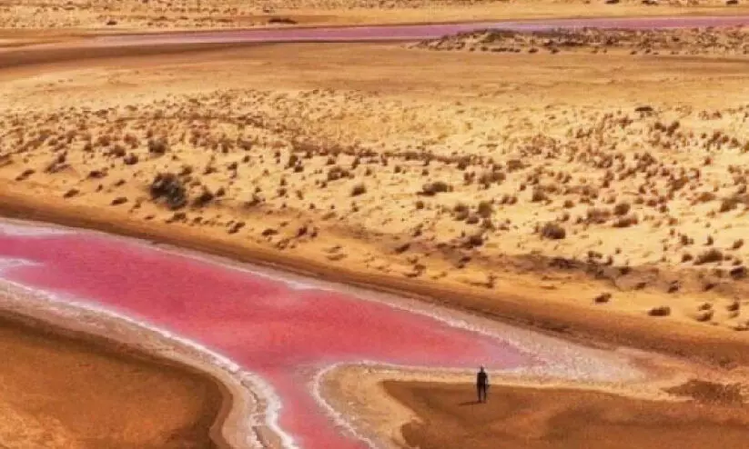 കാ​ഴ്ച​യു​ടെ വി​രു​ന്നൊ​രു​ക്കി ജ​അ​ലാ​ൻ ബാ​നി ബു ​അ​ലി​യി​ൽ ‘പി​ങ്ക് ത​ടാ​ക​ങ്ങ​ൾ’