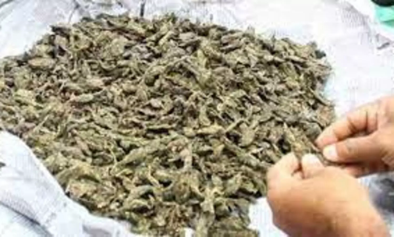 ട്രെയിനിൽ കടത്താൻ ശ്രമിച്ച എട്ട് കിലോ കഞ്ചാവ് പിടിച്ചെടുത്തു