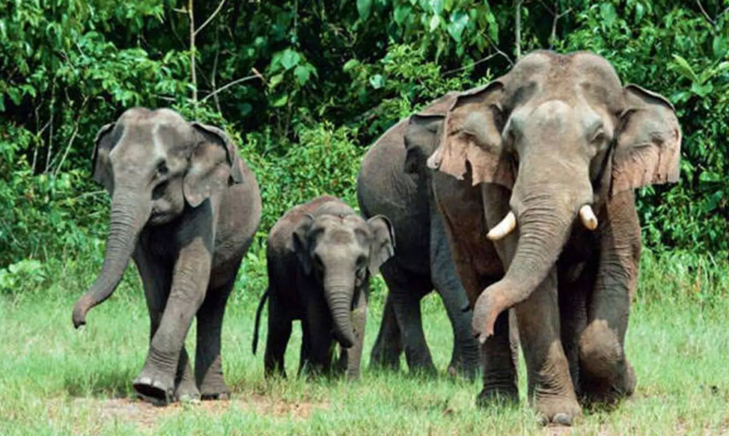 elephants kerala