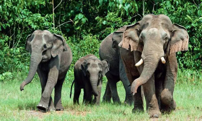 elephants kerala elephants kerala