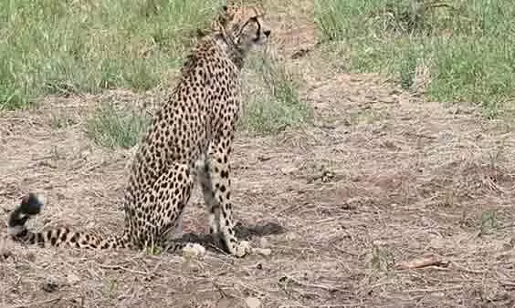 Cheetah Oban
