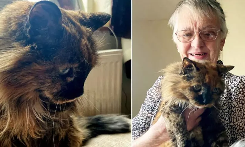 Elderly cat which soon turns 32
