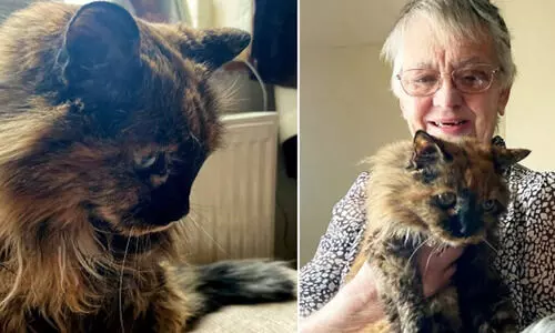 Elderly cat which soon turns 32
