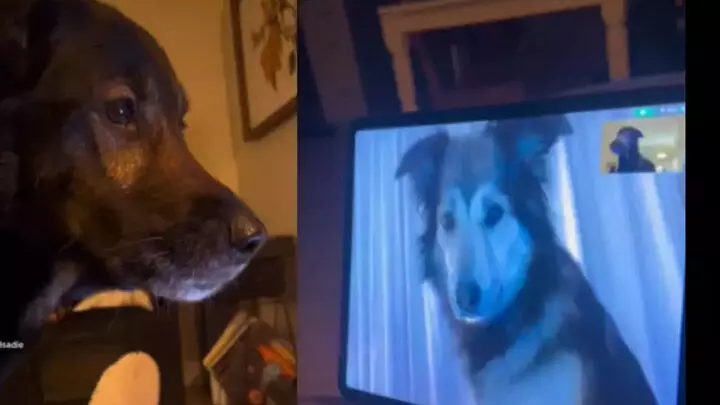Dog Besties Meet During Video Call