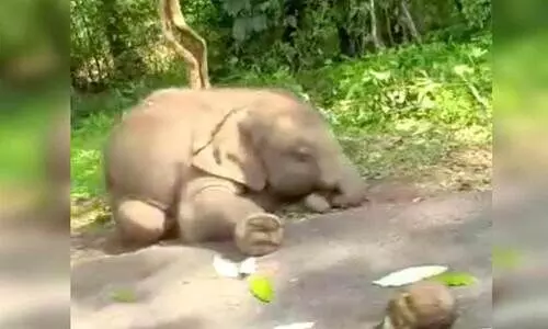 അച്ചൻകോവിൽ വളയത്ത് കാട്ടാനക്കുട്ടിയുടെ ജഡം കണ്ടെത്തി