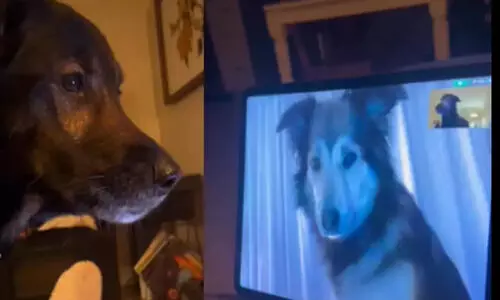 Dog Besties Meet During Video Call