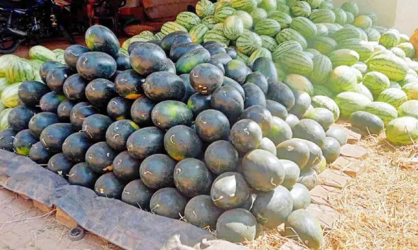 watermelon watermelon