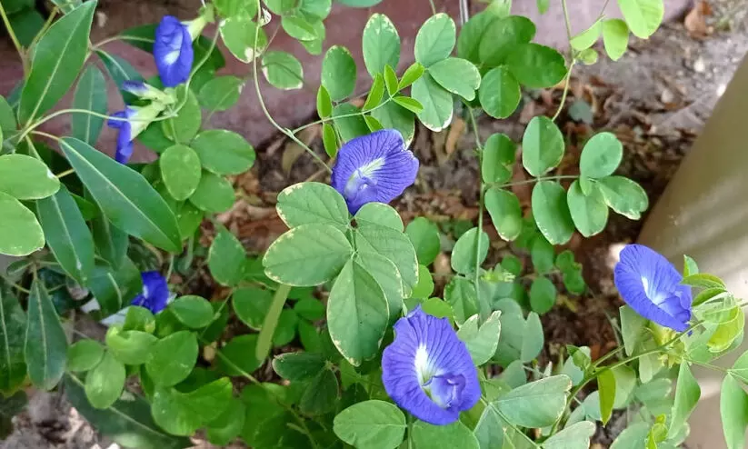 ശംഖുപുഷ്പം കണ്ണെഴുതുന്ന ഉമ്മുൽഖുവൈനിലെ   വീടുകൾ