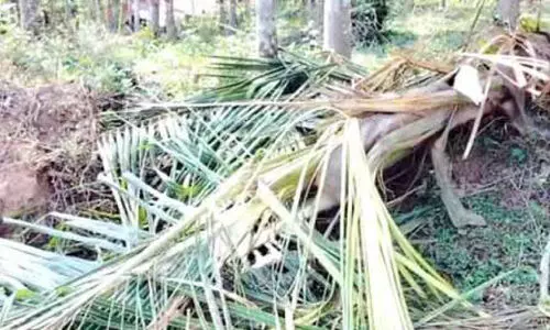 elephant attack elephant attack