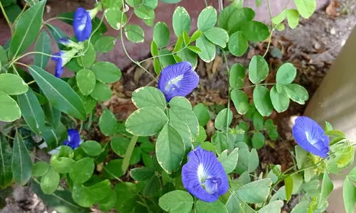 ശംഖുപുഷ്പം കണ്ണെഴുതുന്ന ഉമ്മുൽഖുവൈനിലെ   വീടുകൾ