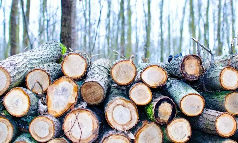 സർക്കാർ ഭൂമിയിൽനിന്ന് മരംകൊള്ള വ്യാപകം