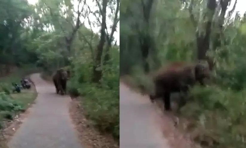 wild elephant at Kalikavu chinkakkallu wild elephant at Kalikavu chinkakkallu