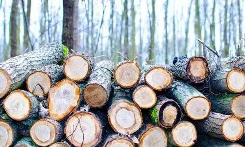 സർക്കാർ ഭൂമിയിൽനിന്ന് മരംകൊള്ള വ്യാപകം