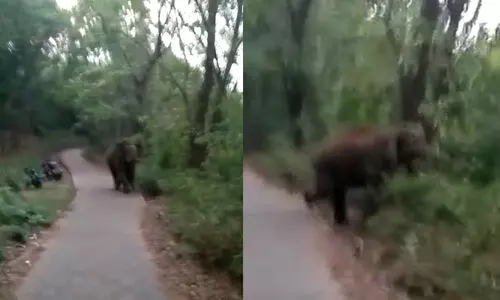 wild elephant at Kalikavu chinkakkallu