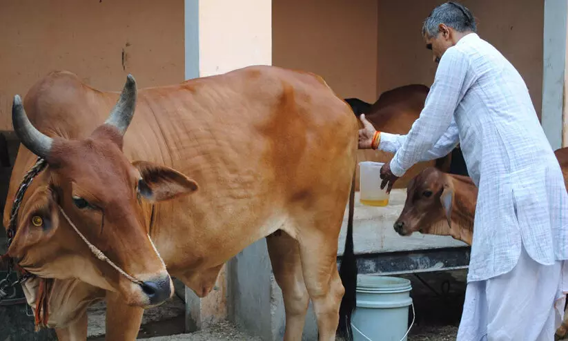 cow urine collecting