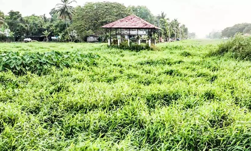 പോളയിൽ മൂടി മനക്കച്ചിറ ടൂറിസം പദ്ധതി പോളയിൽ മൂടി മനക്കച്ചിറ ടൂറിസം പദ്ധതി