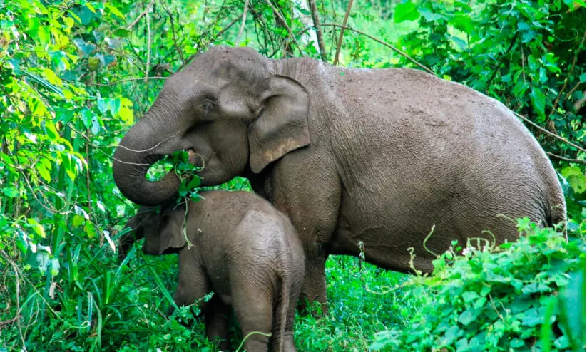 wild animals menace wild animals menace