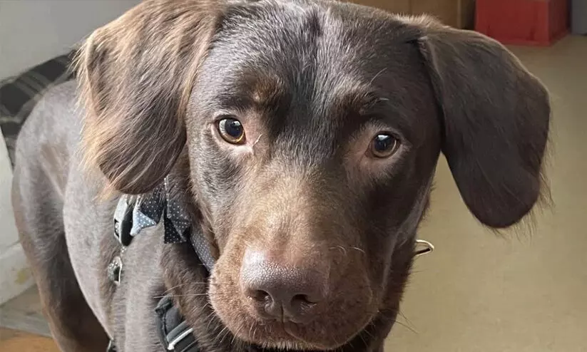 മുഴുക്കുടിയനായ നായയെ ഡി അഡിക്ഷൻ സെന്ററിലാക്കി; ഒടുവിൽ സംഭവിച്ചത്