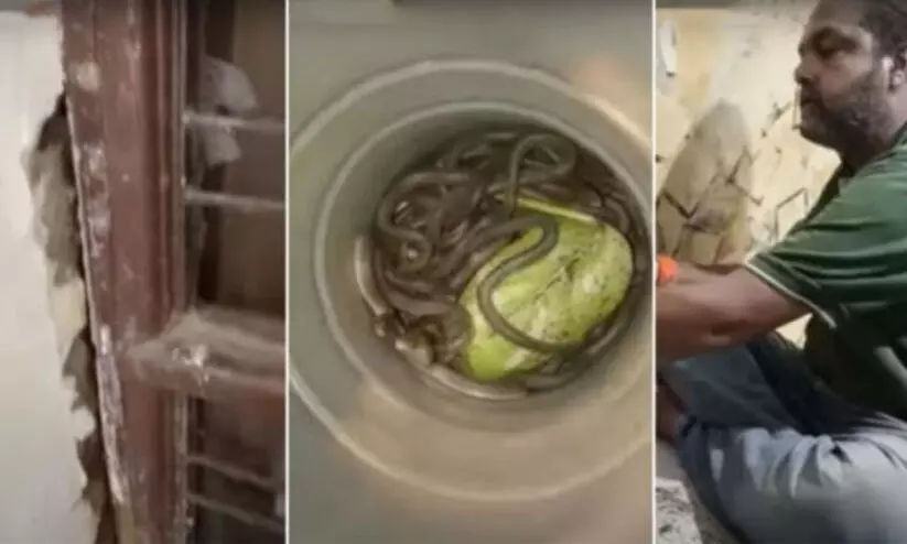 വീട്ടിലെ കട്ടിലക്കിടയിൽ 39 പാമ്പുകൾ; ഞെട്ടിത്തരിച്ച് വീട്ടുകാർ വീട്ടിലെ കട്ടിലക്കിടയിൽ 39 പാമ്പുകൾ; ഞെട്ടിത്തരിച്ച് വീട്ടുകാർ