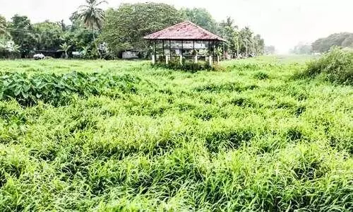 പോളയിൽ മൂടി മനക്കച്ചിറ ടൂറിസം പദ്ധതി