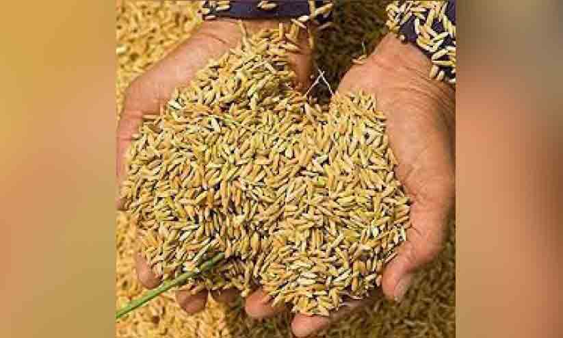 Ran Rice പണം തീർന്നു; വായ്പക്കായി സപ്ലൈകോ, നെൽ കർഷകരുടെ കാത്തിരിപ്പ് നീളും | ran ...