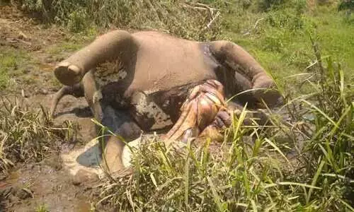 Elephant fell down in aralam