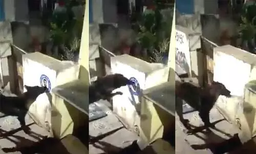 രാഷ്ട്രീയ നേതാവിന്റെ പോസ്റ്റർ കടിച്ചു കീറി; നായ്ക്കെതിരെ പൊലീസിൽ പരാതി