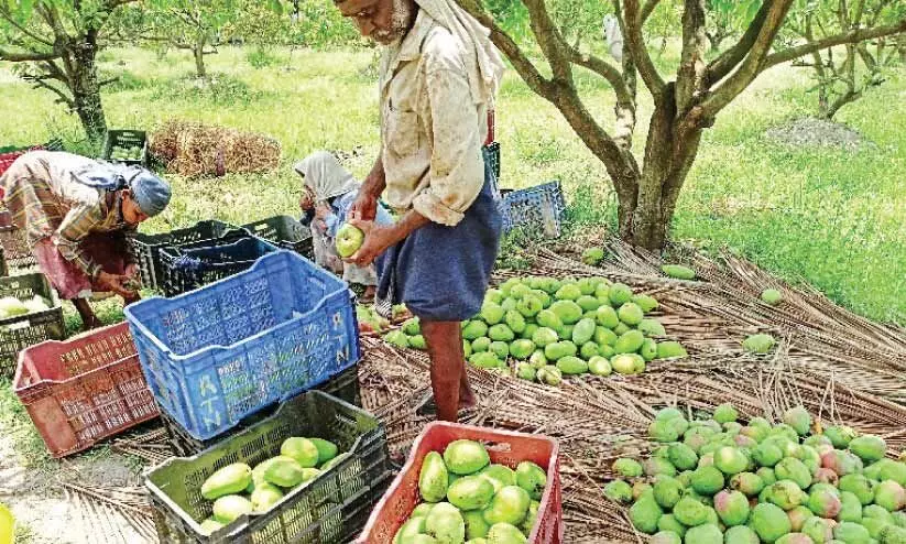 വിളവും വിലയും കുറവ്;  മുതലമടയിൽ മാവിൻതോട്ടങ്ങളിൽ നിരാശ