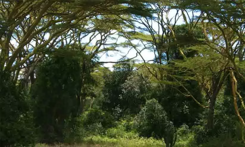 ദൈവ ദർശനത്തിനായി കാട്ടിൽ പോയി പട്ടിണി കിടന്ന നാല് പേർ മരിച്ചു ദൈവ ദർശനത്തിനായി കാട്ടിൽ പോയി പട്ടിണി കിടന്ന നാല് പേർ മരിച്ചു