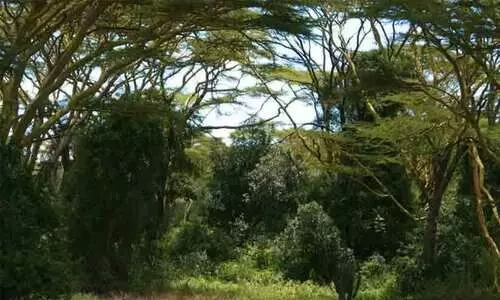 ദൈവ ദർശനത്തിനായി കാട്ടിൽ പോയി പട്ടിണി കിടന്ന നാല് പേർ മരിച്ചു