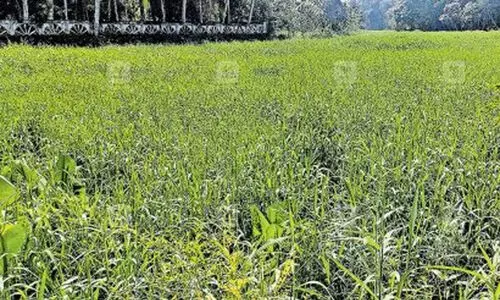 തലയോലപ്പറമ്പിൽ 1.26 ഏക്കർ നെൽവയൽ നികത്തുന്നതിന് അനുമതി നൽകി