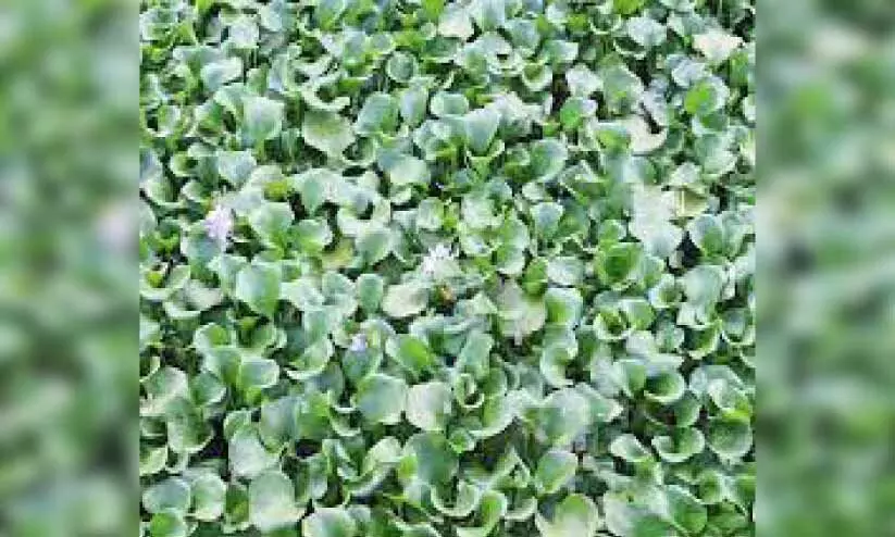 പോള വാരൽ യന്ത്രം കട്ടപ്പുറത്ത്​; ജലഗതാഗതം പോളക്കുരുക്കിൽ