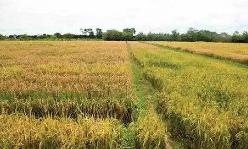 ജലക്ഷാമം രൂക്ഷം; കൊ​ടി​ഞ്ഞി ത​രു​ത്തി​യി​ല്‍   ഏ​ക്ക​ര്‍ക​ണ​ക്കി​ന് നെ​ല്‍കൃ​ഷി ക​രി​ഞ്ഞു​ണ​ങ്ങു​ന്നു