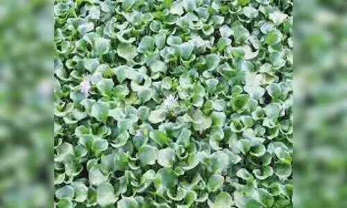 പോള വാരൽ യന്ത്രം കട്ടപ്പുറത്ത്​; ജലഗതാഗതം പോളക്കുരുക്കിൽ