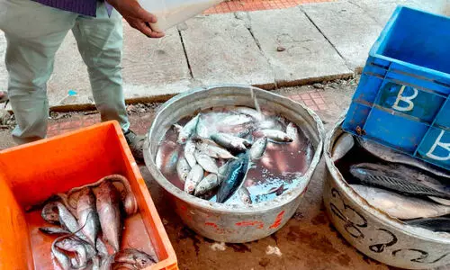stale fish seized